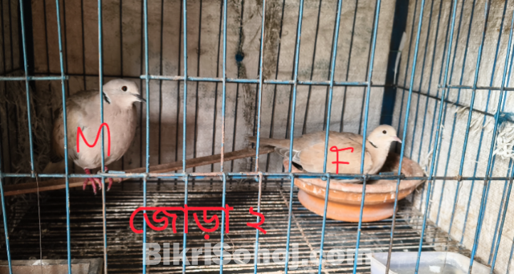 ঘুঘু